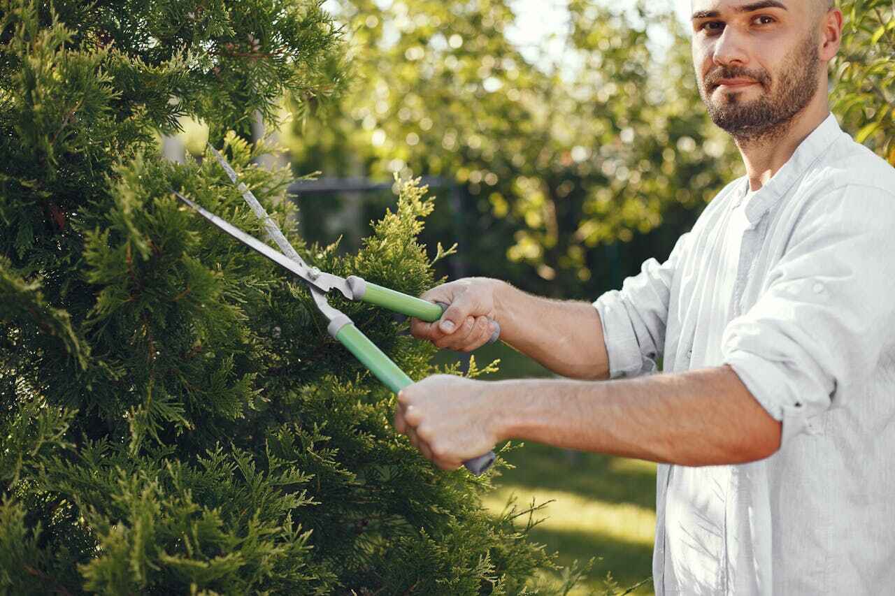 Reliable Mount Gay Shamrock, WV Tree Service Solutions